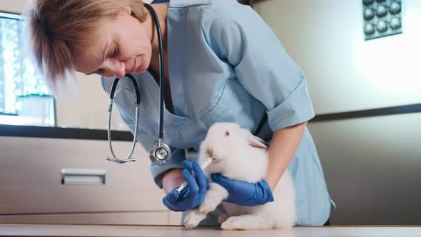 Female Doctor Holding a White Rabbit in Her Arms with a Stethoscope Checks the Health of the Rabbit