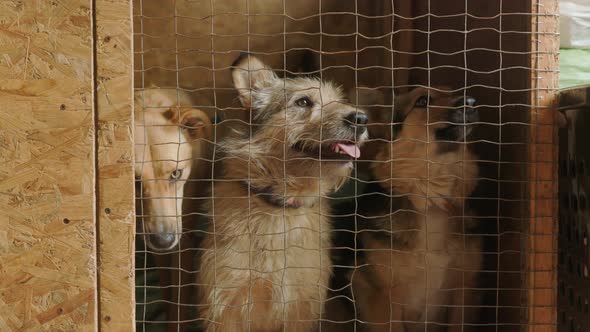 Unwanted and homeless dogs barking in animal shelter. Asylum for dog. Stray dogs in a cage