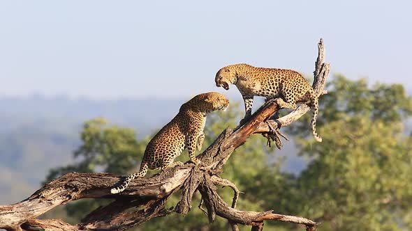 Two African Leopards fight on large dry tree, one falls off branch