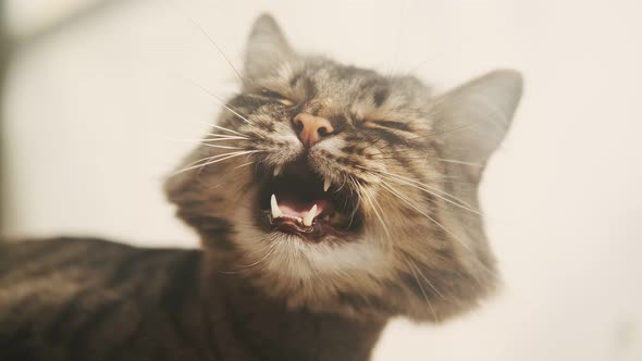 Close-up of a cute sitting cat. Meows. Bottom view. Striped domestic cat. Happy adorable pets concep