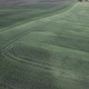 Aerial Drone View of Freshly Sown Green Field with Tractor Tire Tracks at Sunset - VideoHive Item for Sale