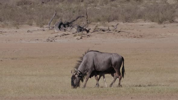 Wildebeest Cow And Calf Grazing While Walking At The Meadow In Botswana On A Bright Weather - Wide S