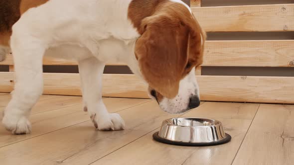 Dog Beagle Drink Water From Metal Bowl at Home