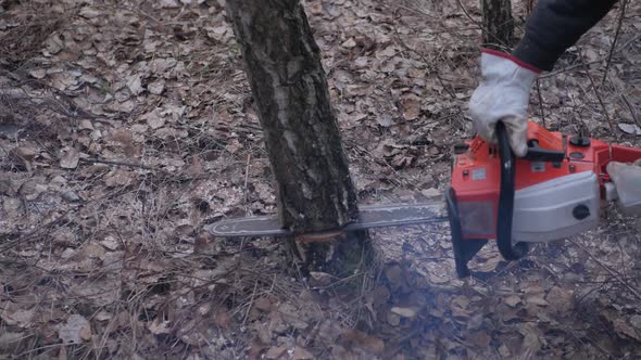 Cutting Down Tree