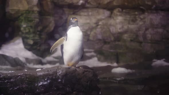 Gentoo penguin standing on snowy rock looking around