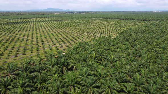Cinematic move over replant oil palm