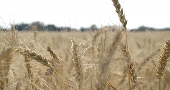 Wheat Field 05