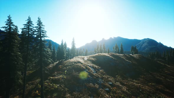 Trees on Meadow Between Hillsides with Conifer Forest