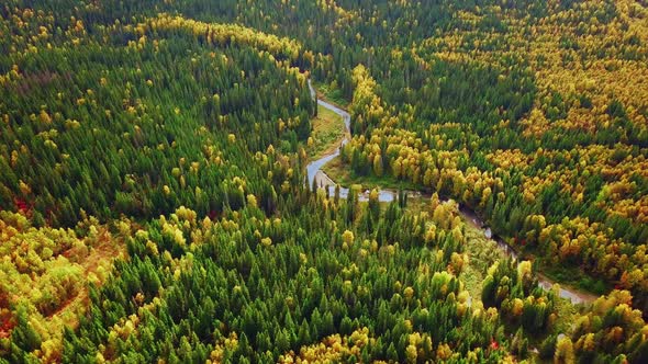 Colorful Mixed Forest with Red, Yellow, and Green Foliage in Autumn. Aerial View of Deciduous and