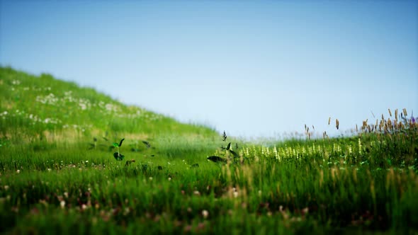 Field of Green Fresh Grass Under Blue Sky