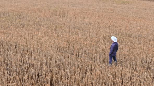 Aerial View of a Man in a Hat Standing in a Field of Ripe Wheat