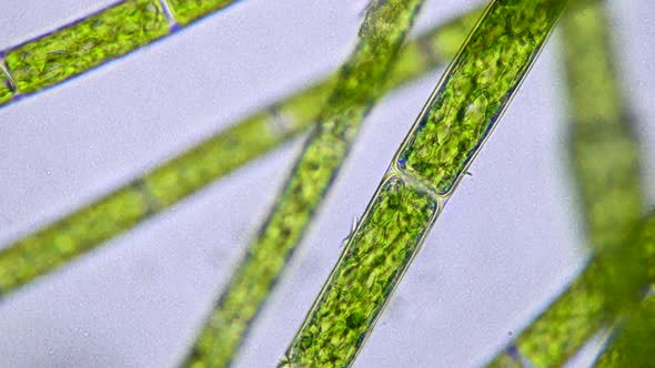 Filamentous Algae