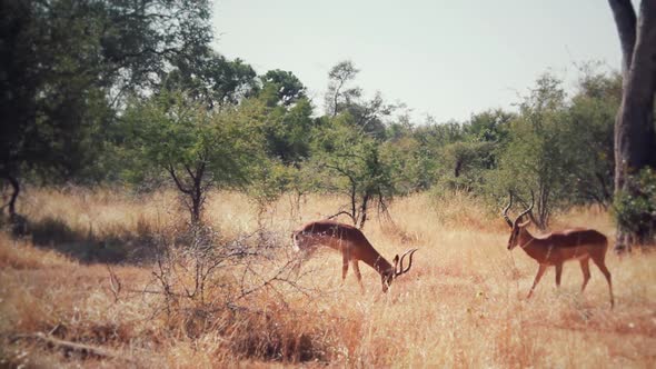 Impala fighting in the african sabana