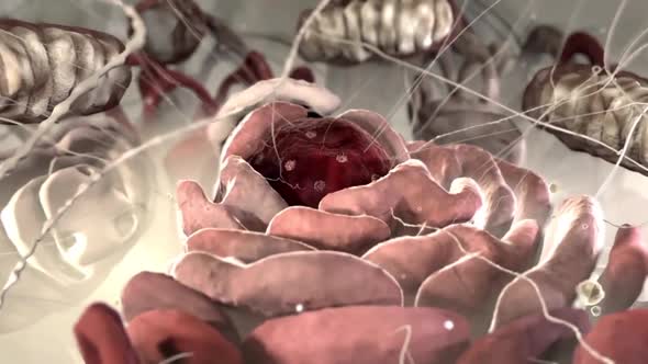 3D Scientific Animation of a Cellular RNA