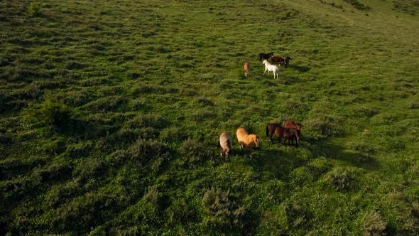 Herd of horses standing on hill slope
