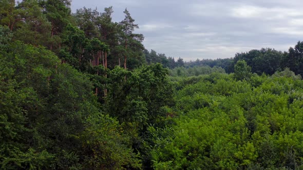 Forest in summer. Mixed trees near the pine forest. Tops of trees in woodland. 