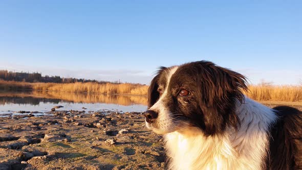 Attentive, old dog outdoors close up head shot watching the surroundings