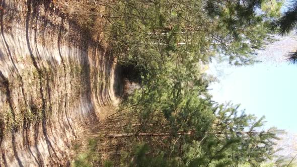 Vertical Video Autumn Forest with Trees in Ukraine Slow Motion