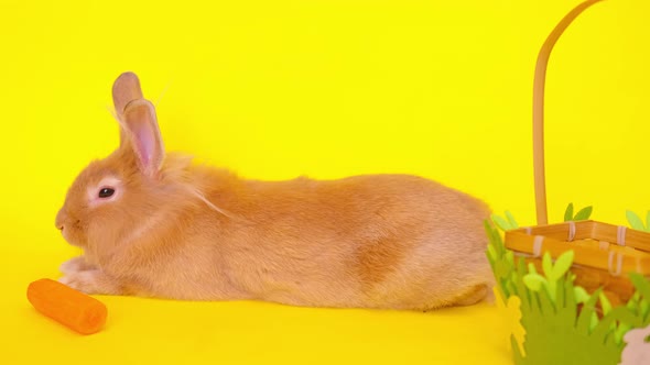 Cute Rabbit Seen Near Carrots From the Side on a Yellow Background