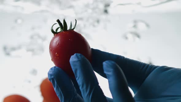 Close Up of the Red Mature Tomato Being Held in Hand on White Background. Medical Glove, Concept of