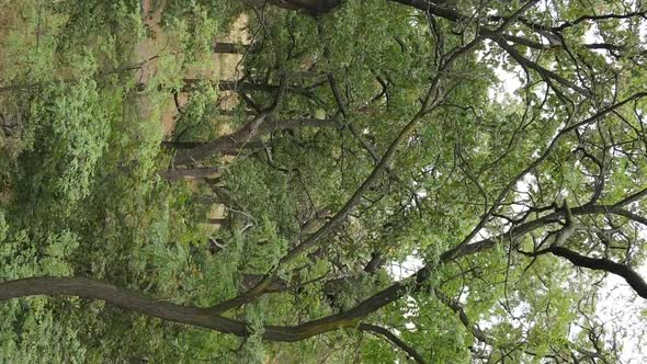 Aerial View of Green Forest in Summer