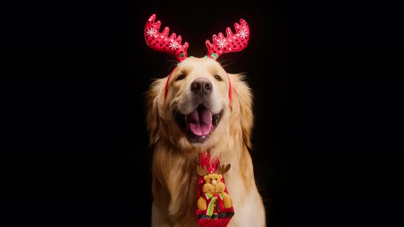 Portrait of Golden Retriever Wearing Red Deer Antlers and Tie on Black Background