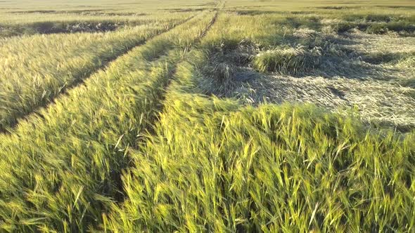 Picturesque Wheat Field with Bent Stems By Ground Road