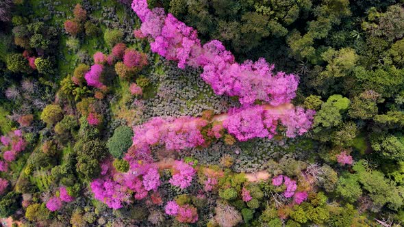 Sakura Cherry Blossom in Chiang Mai Khun Chan Khian Thailand at Doi Suthep Aerial View of Pink