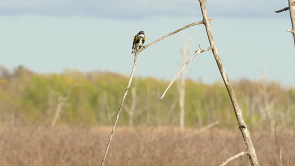 Bird sat on dead tree branch at marshland, blurry forest in sunny weather at the background