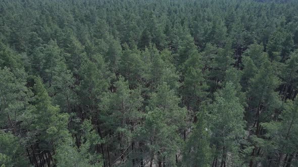 Pine Forest in the Afternoon Aerial View Slow Motion