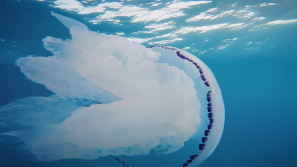 Sea Lung Jellyfish Swim Underwater in the Ocean