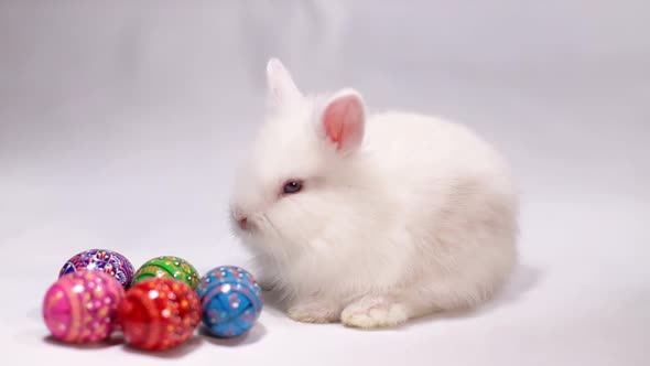 White rabbit isolated on white background, spring holidays, beautiful rabbit