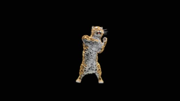 Leopard Dancing HD