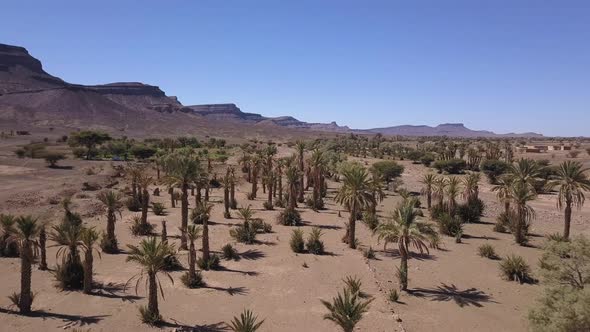 AERIAL: Palm Trees in Sahara Desert