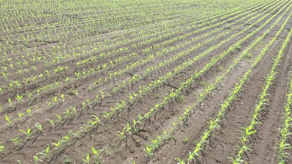 Cultivated agricultural field of corn Zea Mays  from above 4K aerial video