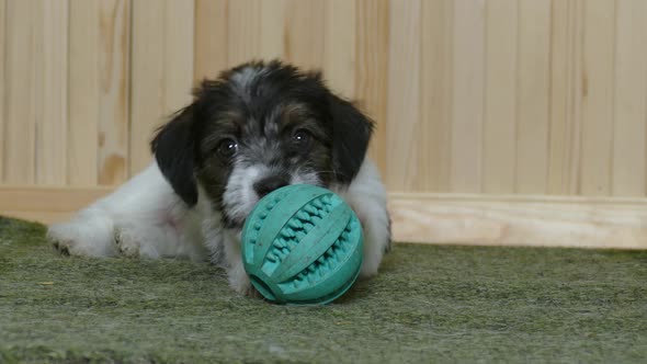 Terrier Puppy Ball Playing