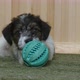 Terrier Puppy Ball Playing - VideoHive Item for Sale
