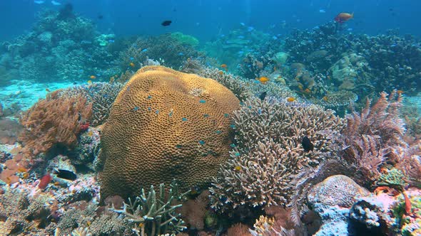 a beautiful and colorful coral reef in Raja Ampat indonesia captured in 4K