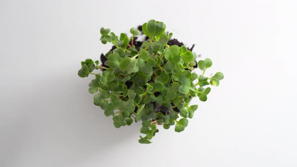 Young green sprouts rotating on a white background. Top view