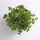 Young green sprouts rotating on a white background. Top view - VideoHive Item for Sale