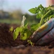 Woman Planting Tomato Seedlings in the Vegetable Garden Closeup - VideoHive Item for Sale