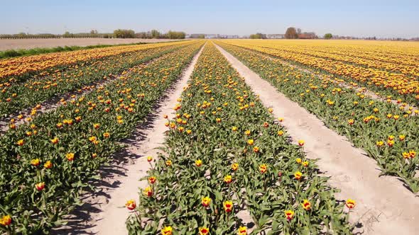 Aerial Dolly Across Rows Of Red Yellow Tulip Fields On Bright Sunny Day