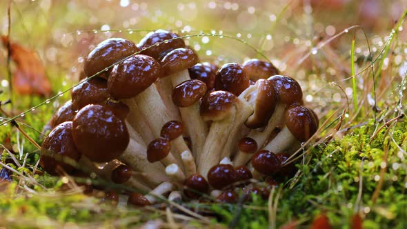 Armillaria Mushrooms of Honey Agaric In a Sunny Forest in the Rain