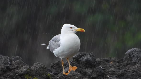 A Beautiful, Clean and Bright Feathered Seagull Bird on the Rock in Heavy Rain