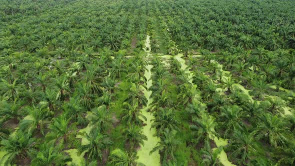 Aerial view look down young oil palm