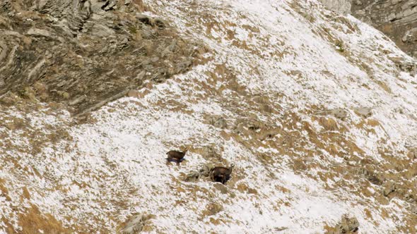 Two chamois are walking along a steep and snowy mountain side