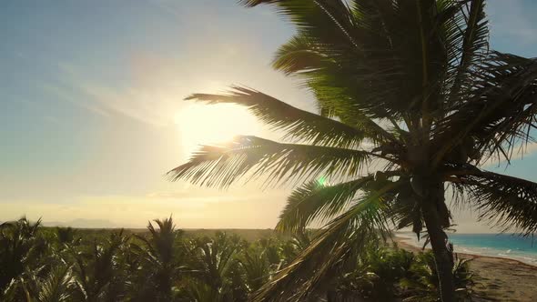 Palm Tree With Ripe Fruits And Branches Moving in The Wind