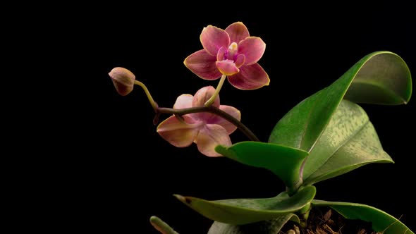 Blooming Peach Orchid Phalaenopsis Flower