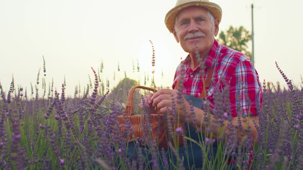 Senior Old Man Grandfather Farmer Growing Lavender Plant in Herb Garden Field Retirement Activities