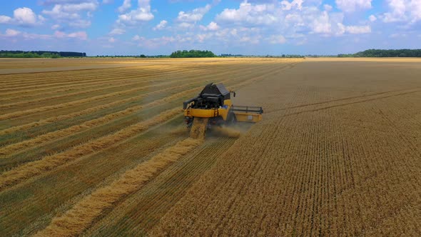 Combine Harvester Agricultural Machine Ride in the Field of Golden Ripe Wheat